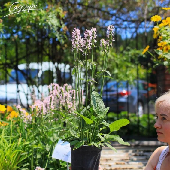 Чистець лікарський 'Pinky' #1, С1.5 - - 4