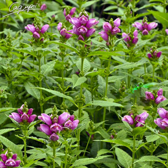 Хелоне косая - 6