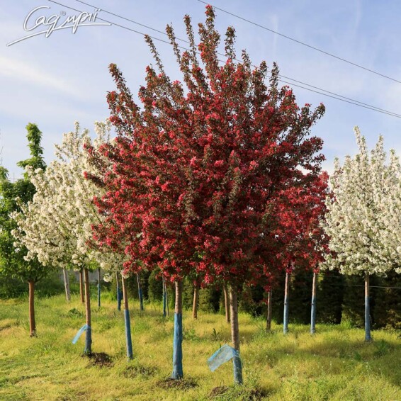 Яблоня 'Profusion' - 1