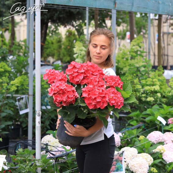 Гортензія крупнолиста 'Masja' #1, Р9 - - 4