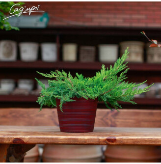 Можжевельник средний 'Mordigan Gold'