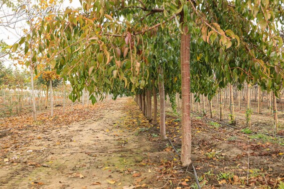 Сакура дрібнозубчаста 'Kiku-shidare' - 9 Сакура дрібнозубчаста 'Kiku-shidare' - 9