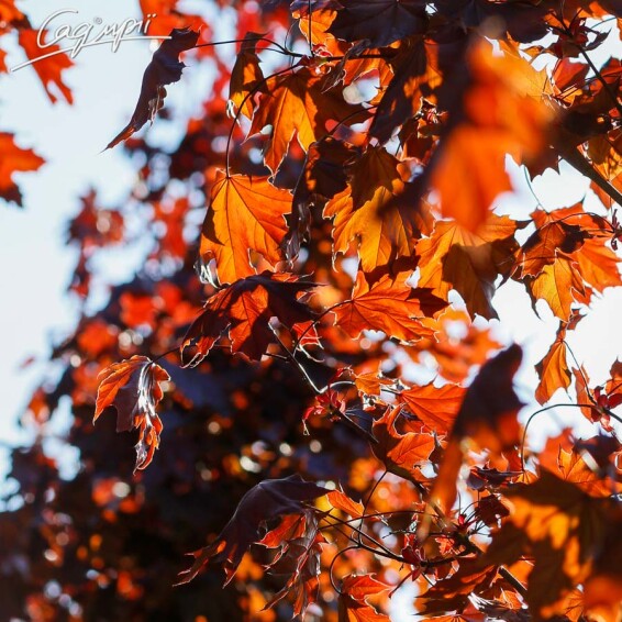 Клен гостролистий 'Royal Red' - 1