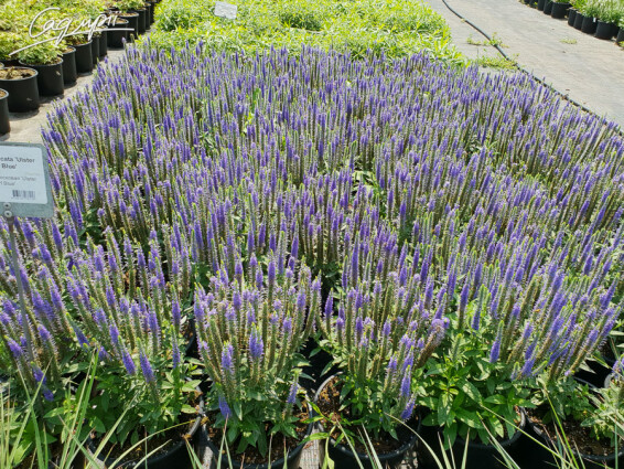 Вероніка колоскова 'Ulster Blue Dwarf' - 3 Вероніка колоскова 'Ulster Blue Dwarf' - 3