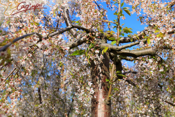 Вишня субхиртела 'Pendula' - 18
