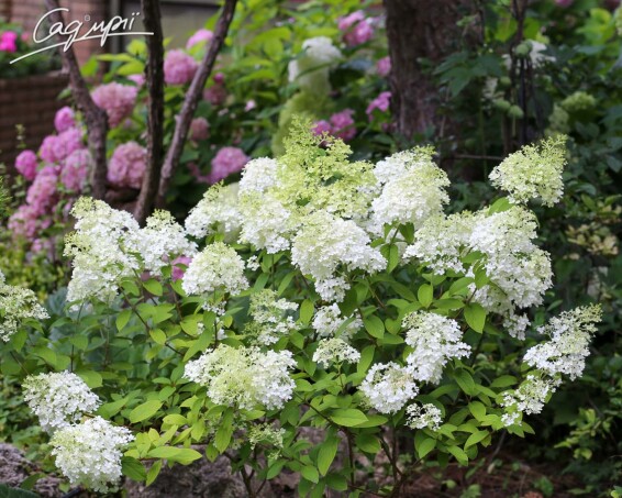 Гортензія волотиста 'Bobo' ® - 1 Гортензія волотиста 'Bobo' ® - 1