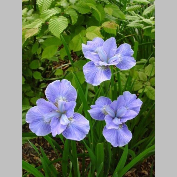 Ирис сибирский 'Dear Delight' - 2