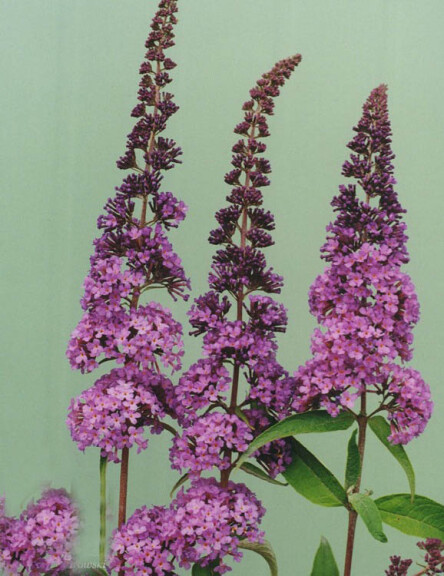 Буддлея Давида 'Ile de France' - 1