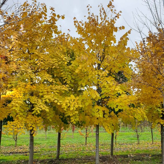 Липа серцелиста - 2