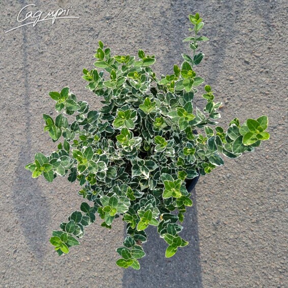 Бересклет Форчуна 'Emerald Gaiety' - 6 Бересклет Форчуна 'Emerald Gaiety' - 6