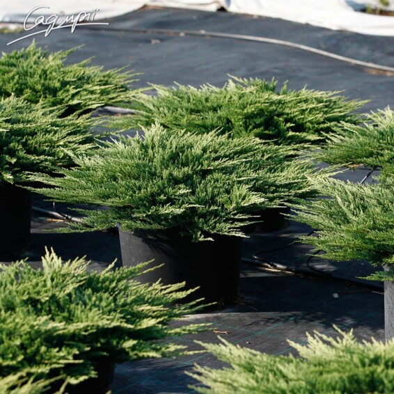 Ялівець горизонтальний 'Prince of Wales' #6, С20 - - 8