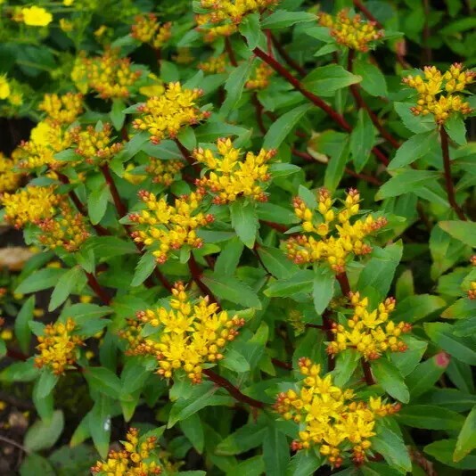 Очиток живучий - 3