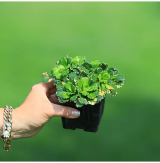 Ломикамінь тіньовий 'Variegata'