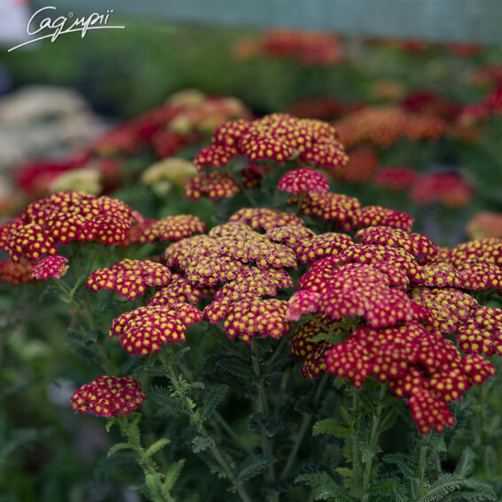 Тысячелистник гибридный 'Red Velvet', C1 - - 2