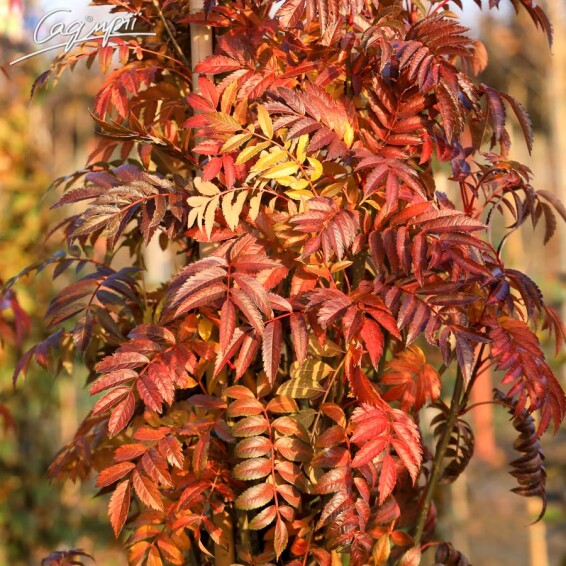 Горобина звичайна 'Autumn Spire' - 7