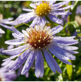Айстра кущова 'Zwergenhimmel'