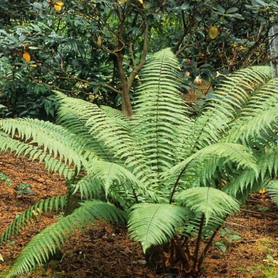 Щитовник (папоротник) валлеха - 3