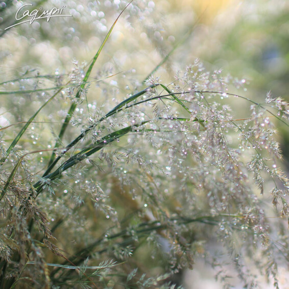 Куничник гостроквітковий 'Overdam' - 6