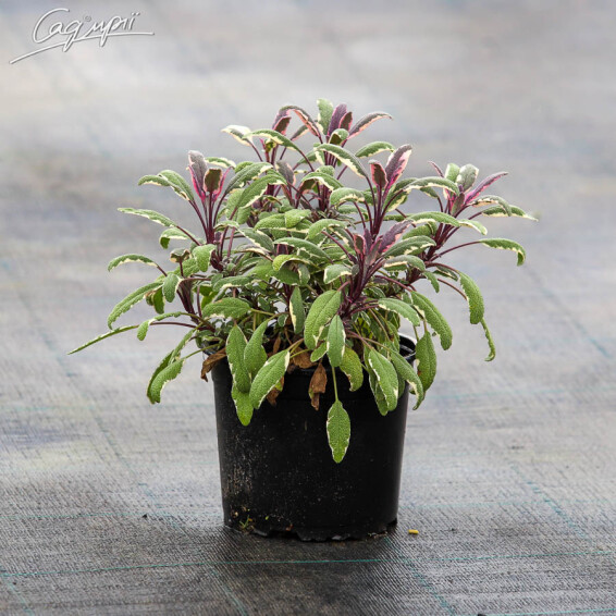 Шалфей 'Tricolor', p9 - - 3