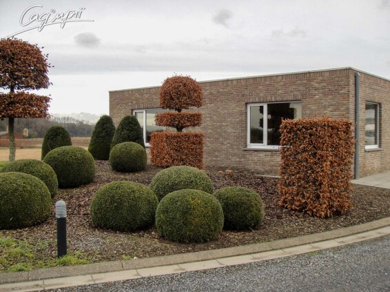 Граб обыкновенный - 8 Граб обыкновенный - 8