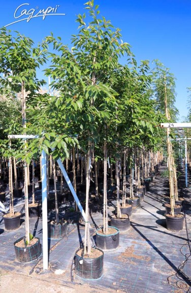 Сакура дрібнозубчаста 'Pink Perfection' #8, WRB 16--18 400+ St. 1/2 - 6