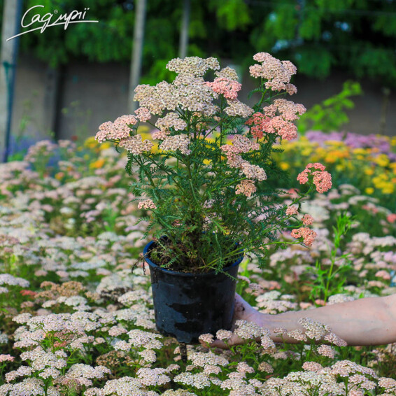Деревій 'Apricot Delight', C2 - - 1 Деревій 'Apricot Delight', C2 - - 1