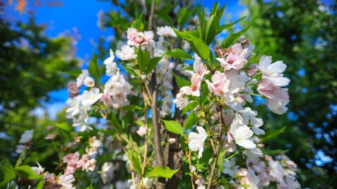 Сакури для Сада мрії