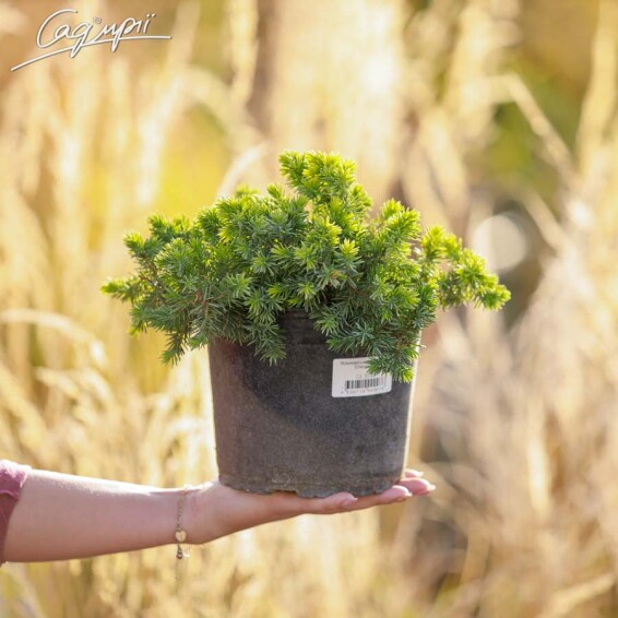 Ялівець прибережний 'Emerald Sea' - 1