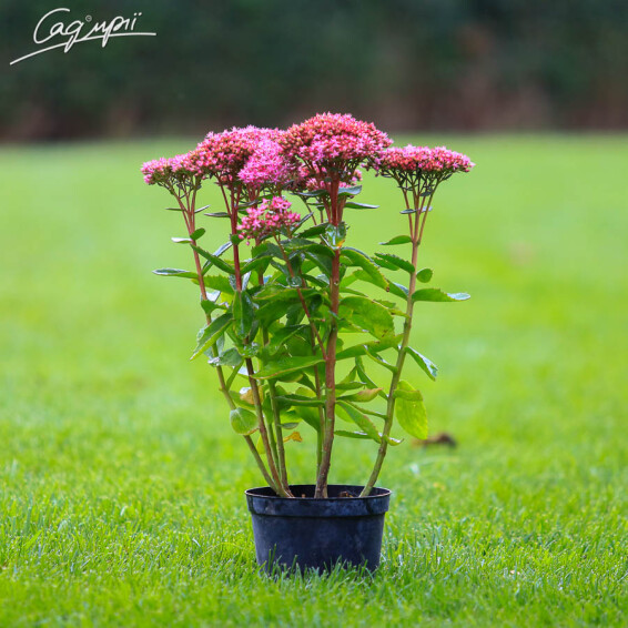 Очиток гібридний 'Herbstfreude', C2 - - 12