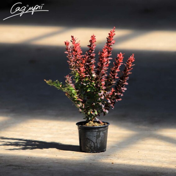 Барбарис Тунберга 'Red Rocket' #5, С12 100-150 - 3