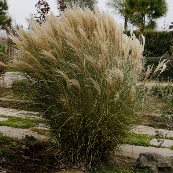 Мискантус китайский 'Silberfeder', C3 - - 8 Мискантус китайский 'Silberfeder', C3 - - 8