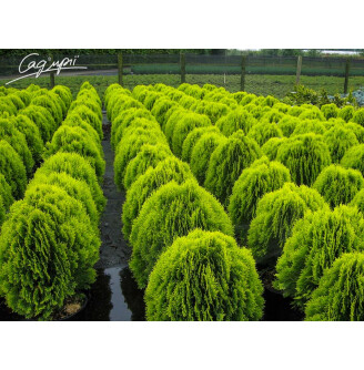 Туя западная 'Aurea Nana'