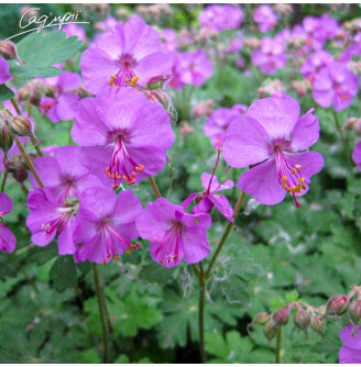 Герань кембріджська 'Karmina'