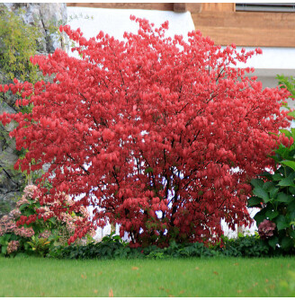 Бересклет європейський 'Red Cascade'