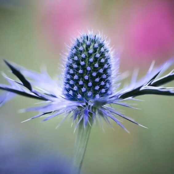 Ерінгіум альпійский (миколайчики) 'Blue Star' - 6