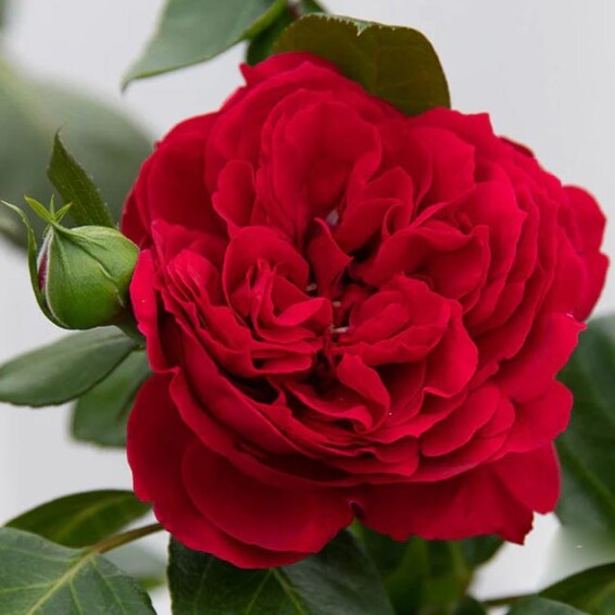 Троянда англійська паркова 'Red Eden' - 6 Троянда англійська паркова 'Red Eden' - 6