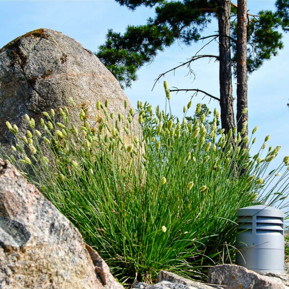 Сеслерія блакитна - 3 Сеслерія блакитна - 3