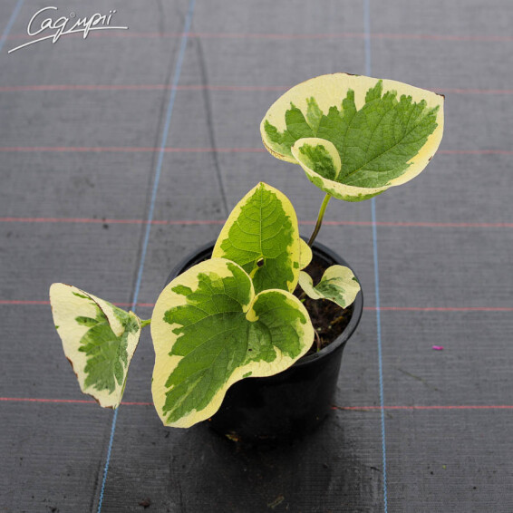 Бруннера крупнолистная 'Variegata' - 4