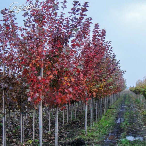 Клен красный 'Red Sunset' - 1