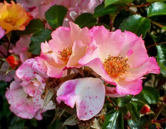 Роза 'Bee Proud'® - 3