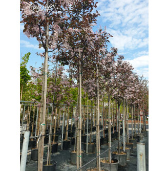 Черемшина звичайна 'Colorata'