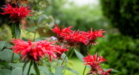 Пряні рослини