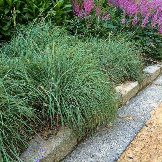 Осока повисла 'Blue Zinger' - 3 Осока повисла 'Blue Zinger' - 3