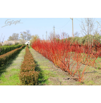 Дерен білий 'Sibirica' солітер