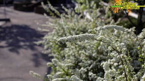 Спирея пепельная 'Grefsheim'
