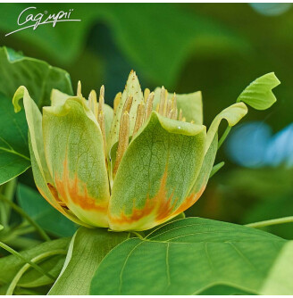 Ліріодендрон тюльпановий