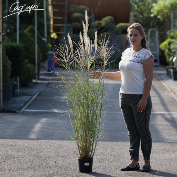 Мискантус китайский 'Gracillimus' - 3