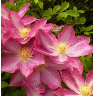 Клематіс 'Asao'