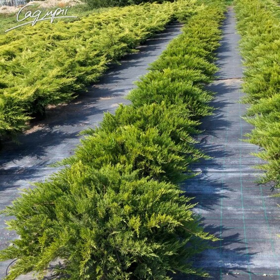 Ялівець козацький 'Tamariscifolia' #4, C7 40-60 - 2