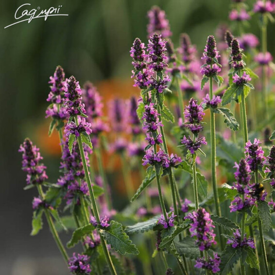 Чистец Монье 'Hummelo' - 1